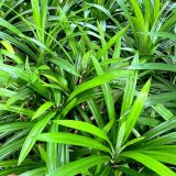 Daun Pandan Segar Organik 100gr Petik Dadakan