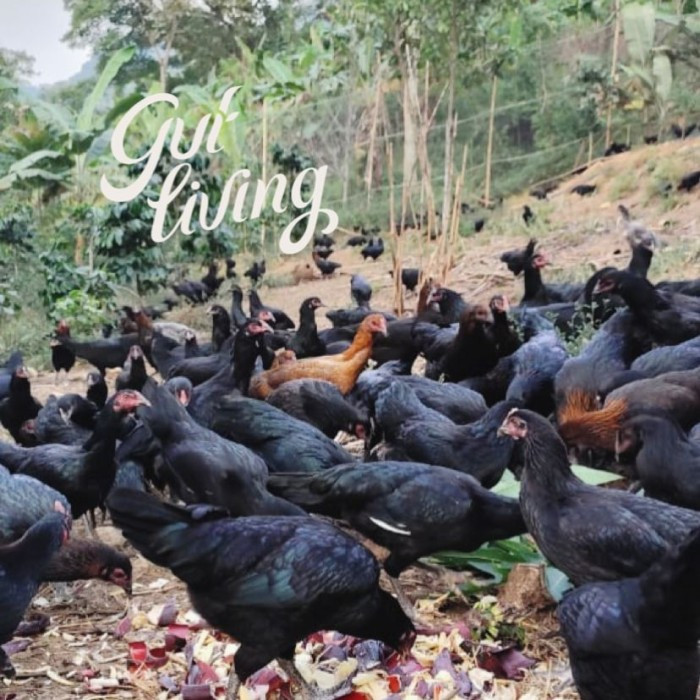 Telur Organik Brocock Pasture Raised Free Range - Image 6